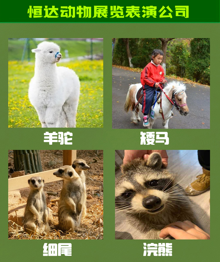 动物出租