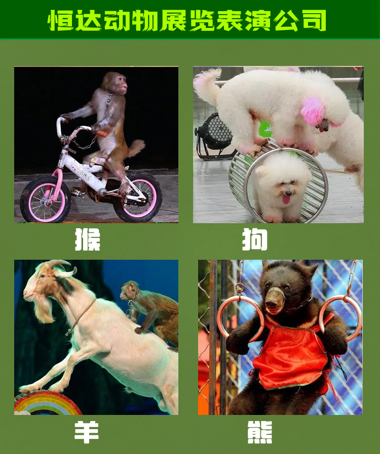 猴子表演