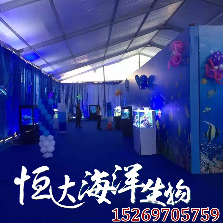 动物出租