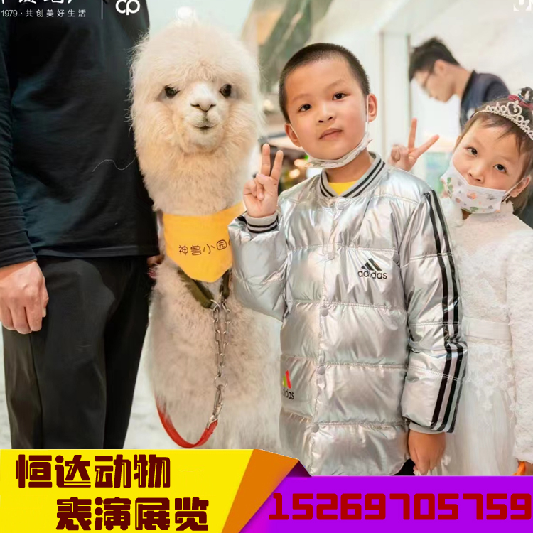 羊驼